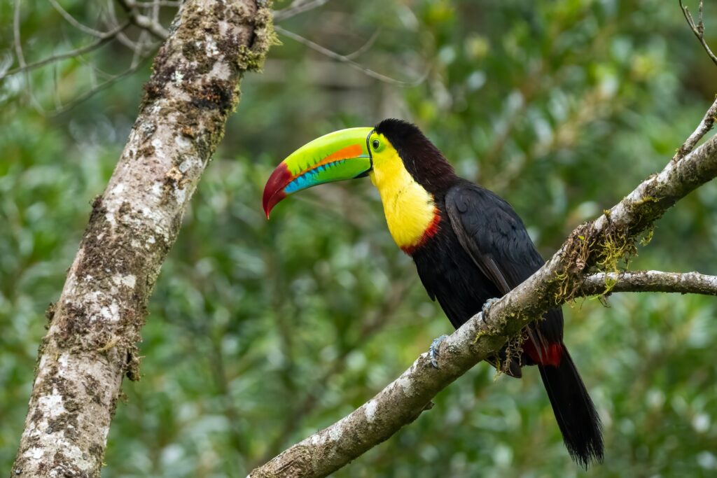 Toucan sitting in a tree